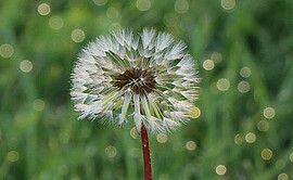 Banner Tanz- und Meditationsworkshop