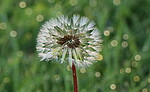 Logo Tanz- und Meditationsworkshop