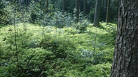 Banner Waldbegehung Jagdgenossenschaft