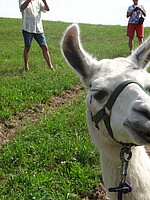 Logo Obst und Gartenbauverein Ferienprogramm