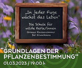 Banner Grünes Klassenzimmer "Frühsommer (Streifzug durch das Wiesenreich)"