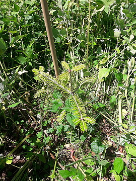 Banner Jahreshauptversammlung