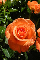 Logo Muttertagsfeier Seniorentreff