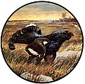 Logo Spielhahnschützen Buch e.V.